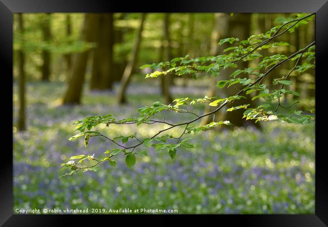 The Bluebell Woods at Arlington Sussex Framed Print by robin whitehead