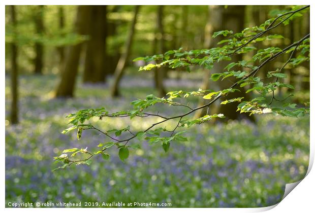 The Bluebell Woods at Arlington Sussex Print by robin whitehead