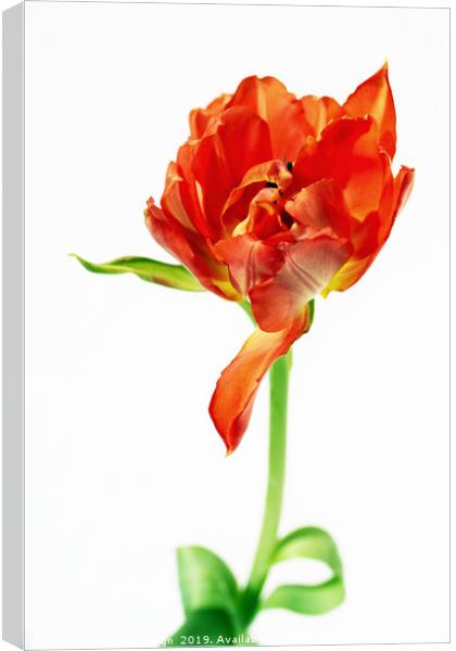 Waltzing Tulip Canvas Print by Kasia Design