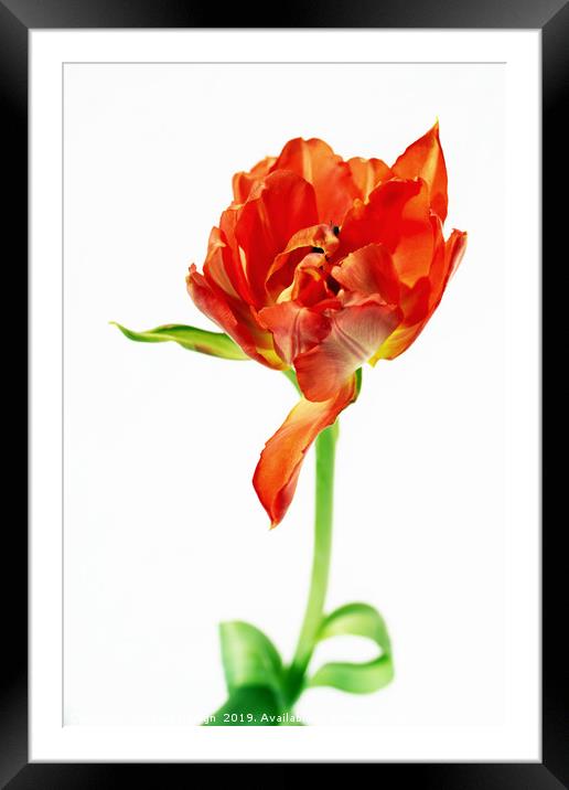 Waltzing Tulip Framed Mounted Print by Kasia Design