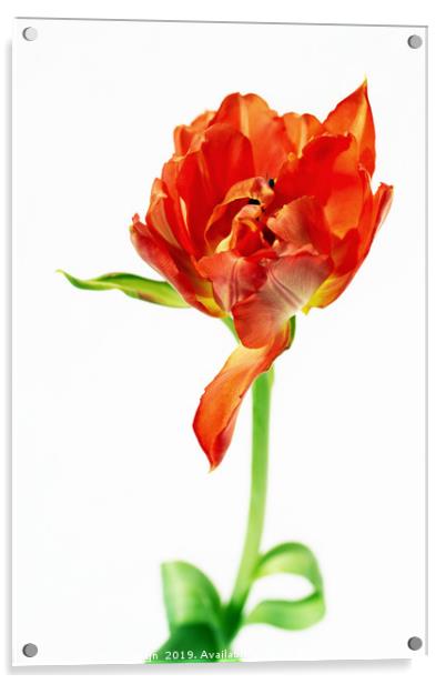 Waltzing Tulip Acrylic by Kasia Design