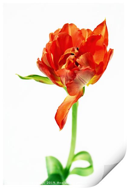 Waltzing Tulip Print by Kasia Design