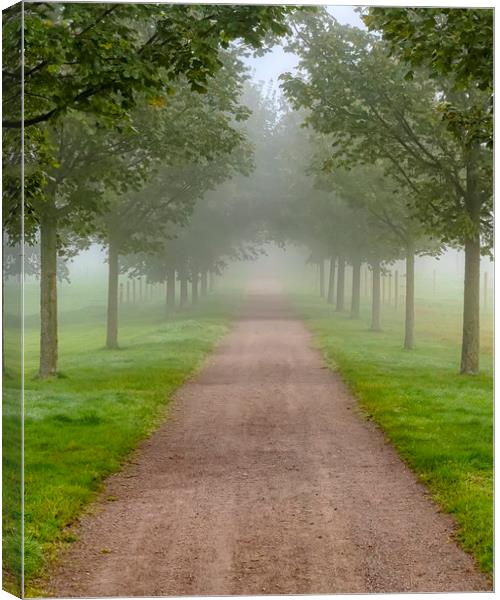 Foggy Morning Country Tree Line Path Canvas Print by Antony McAulay