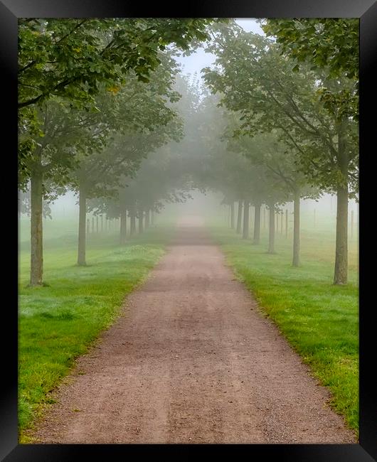 Foggy Morning Country Tree Line Path Framed Print by Antony McAulay