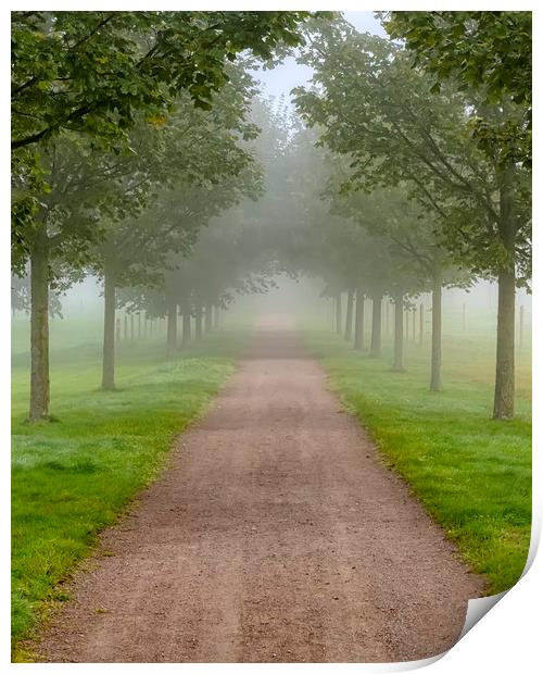 Foggy Morning Country Tree Line Path Print by Antony McAulay