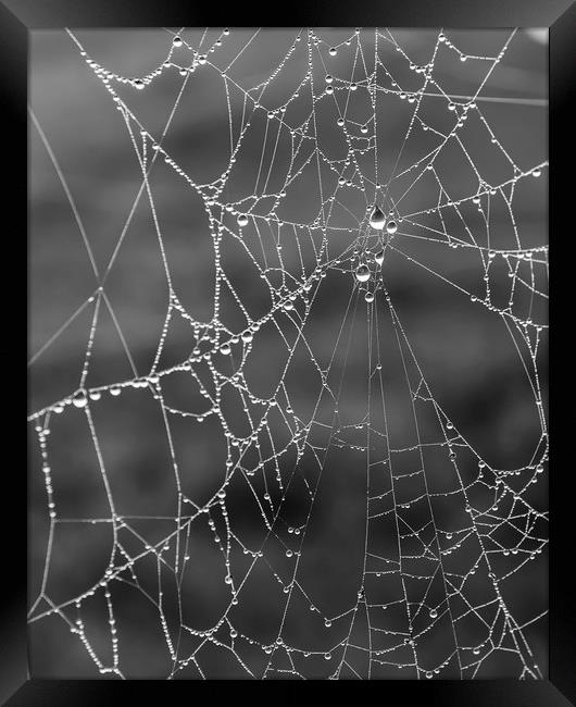 Foggy Morning Dew Spider Web Framed Print by Antony McAulay