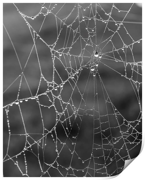Foggy Morning Dew Spider Web Print by Antony McAulay