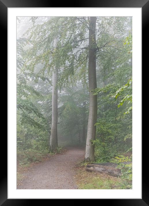 Foggy Morning Woodlands Path Framed Mounted Print by Antony McAulay