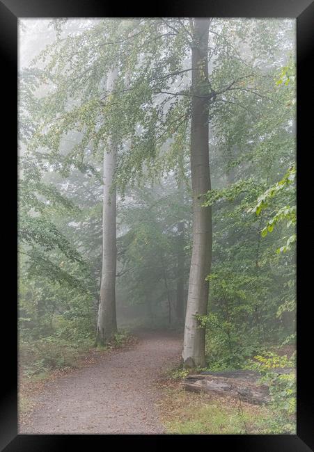 Foggy Morning Woodlands Path Framed Print by Antony McAulay