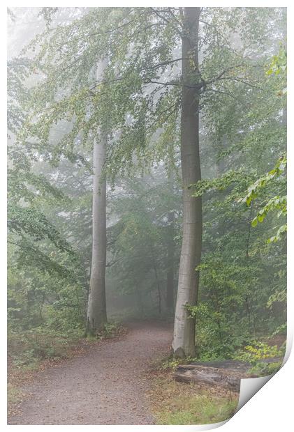 Foggy Morning Woodlands Path Print by Antony McAulay
