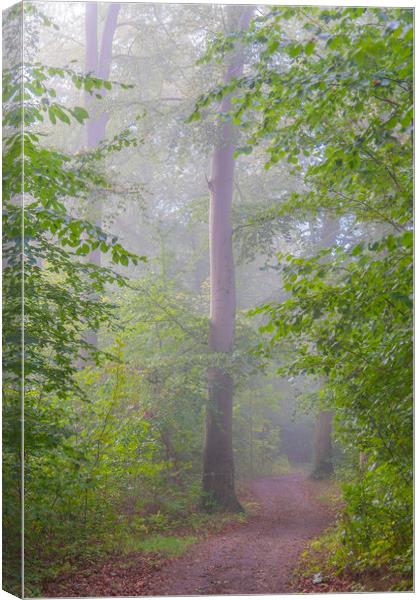 Foggy Morning Woodlands Pathway Canvas Print by Antony McAulay
