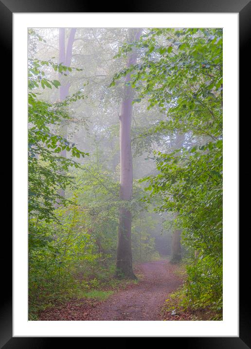 Foggy Morning Woodlands Pathway Framed Mounted Print by Antony McAulay