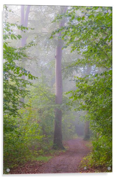 Foggy Morning Woodlands Pathway Acrylic by Antony McAulay