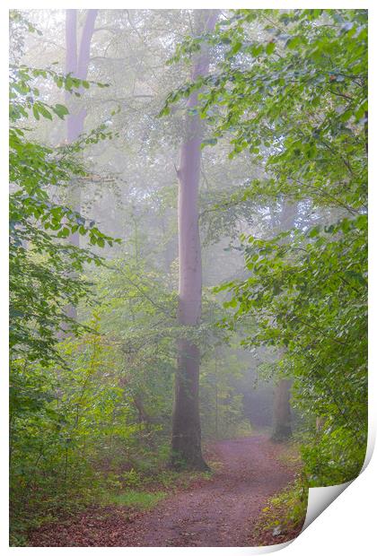 Foggy Morning Woodlands Pathway Print by Antony McAulay