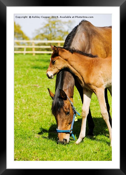 Mother love. Framed Mounted Print by Ashley Cooper