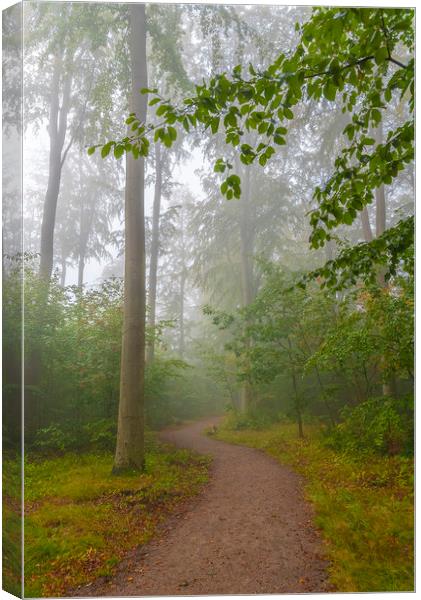 Foggy Morning Woodlands Walkway Canvas Print by Antony McAulay