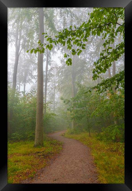Foggy Morning Woodlands Walkway Framed Print by Antony McAulay