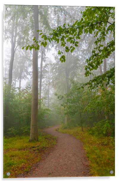 Foggy Morning Woodlands Walkway Acrylic by Antony McAulay