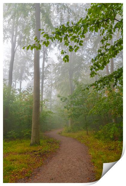 Foggy Morning Woodlands Walkway Print by Antony McAulay