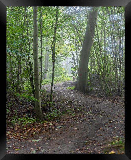 Foggy Morning Woodlands Winding Path Framed Print by Antony McAulay