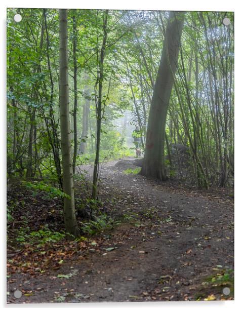 Foggy Morning Woodlands Winding Path Acrylic by Antony McAulay