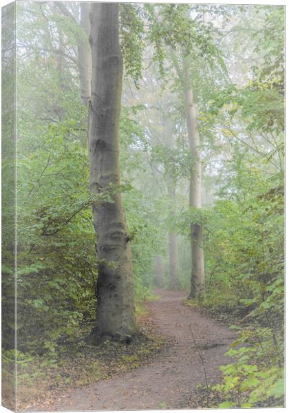 Foggy Morning Woods Canvas Print by Antony McAulay