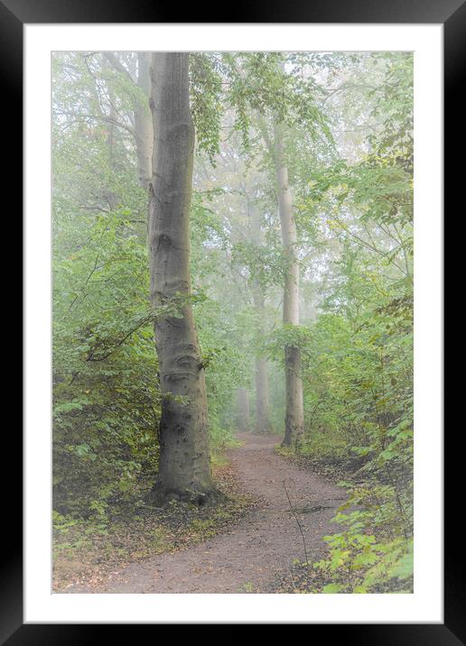 Foggy Morning Woods Framed Mounted Print by Antony McAulay