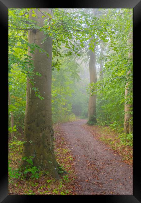 Foggy Morning Woodlands Framed Print by Antony McAulay