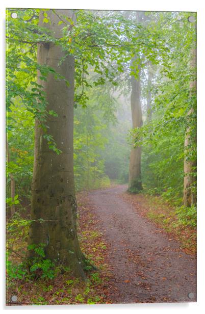 Foggy Morning Woodlands Acrylic by Antony McAulay