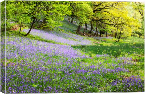 Bluebell woodland. Canvas Print by Ashley Cooper