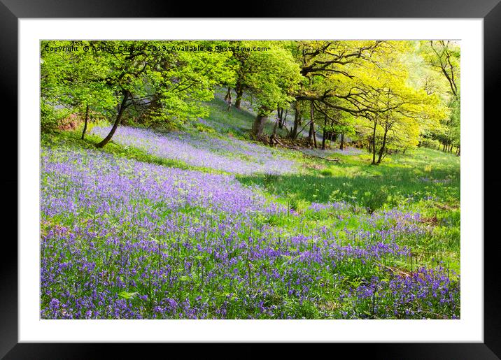 Bluebell woodland. Framed Mounted Print by Ashley Cooper