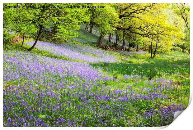 Bluebell woodland. Print by Ashley Cooper