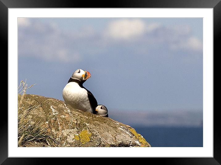 Puffin Framed Mounted Print by Brian Beckett