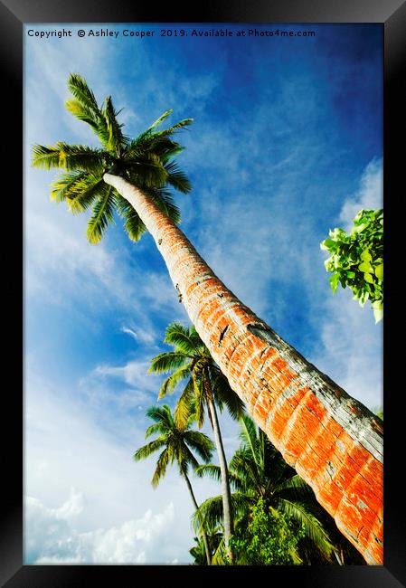 Coconut palms. Framed Print by Ashley Cooper