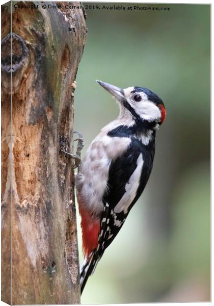 Greater Spotted Woodpecker Canvas Print by Derek Corner