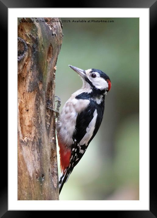 Greater Spotted Woodpecker Framed Mounted Print by Derek Corner