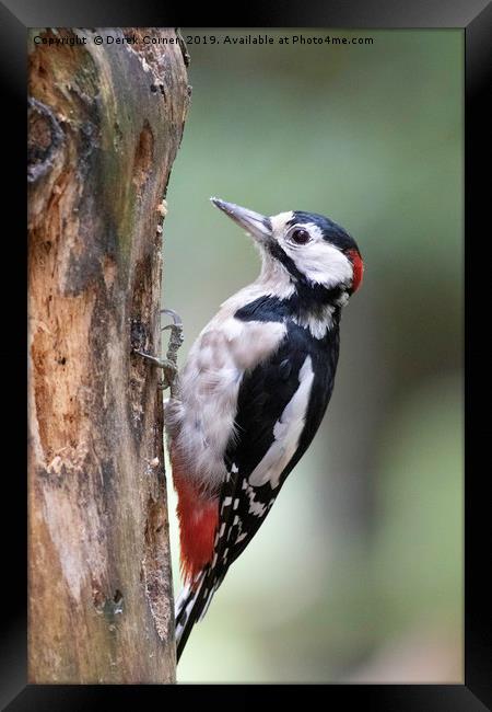 Greater Spotted Woodpecker Framed Print by Derek Corner
