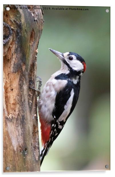 Greater Spotted Woodpecker Acrylic by Derek Corner