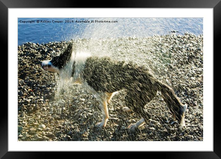 Shaking  Framed Mounted Print by Ashley Cooper