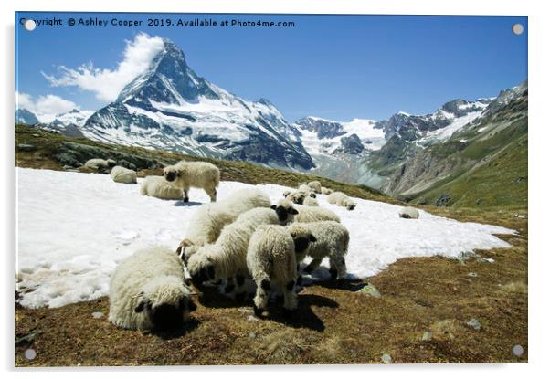 Valais Blacknose sheep. Acrylic by Ashley Cooper