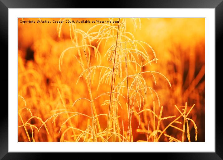 Gold Grasses  Framed Mounted Print by Ashley Cooper