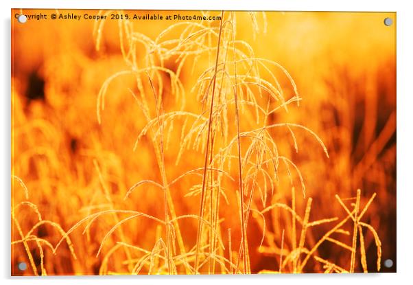 Gold Grasses  Acrylic by Ashley Cooper