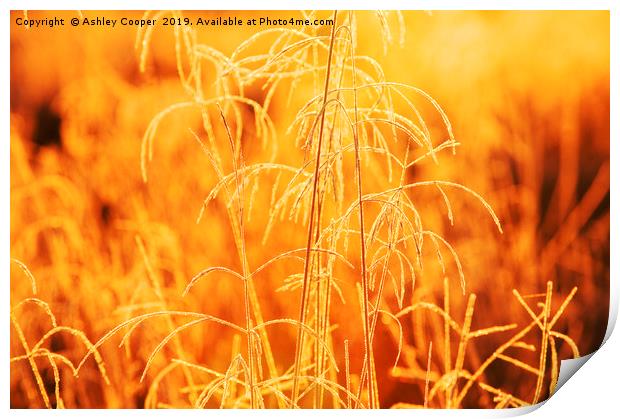 Gold Grasses  Print by Ashley Cooper