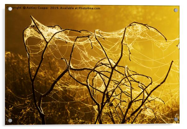 Spider dawn. Acrylic by Ashley Cooper