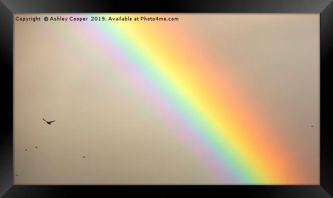 Rook Rainbow. Framed Print by Ashley Cooper