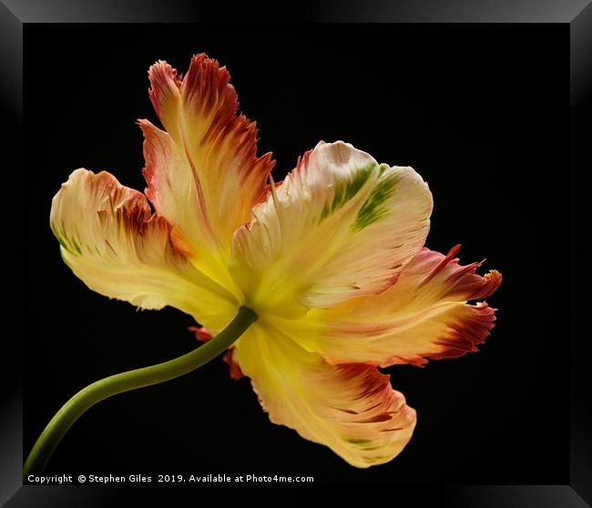 Parrot tulip Framed Print by Stephen Giles