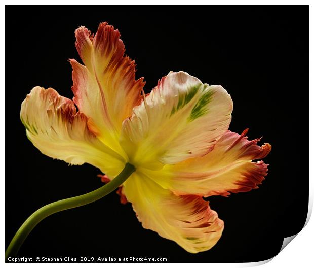 Parrot tulip Print by Stephen Giles