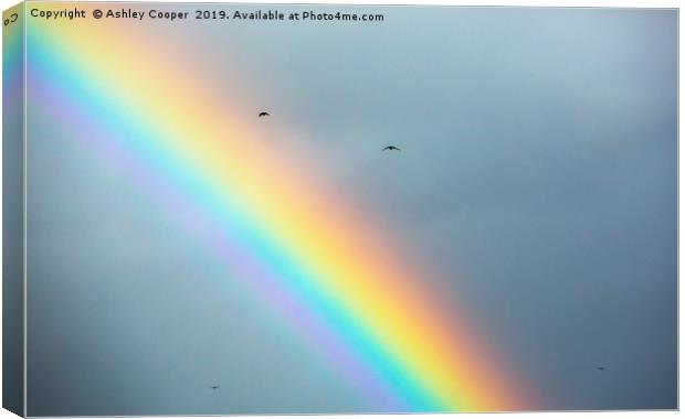 over the rainbow. Canvas Print by Ashley Cooper