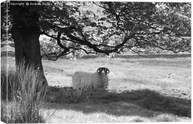 Curious Ram sheep Canvas Print by Andrew Heaps