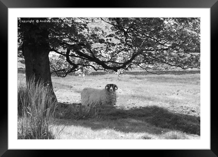 Curious Ram sheep Framed Mounted Print by Andrew Heaps